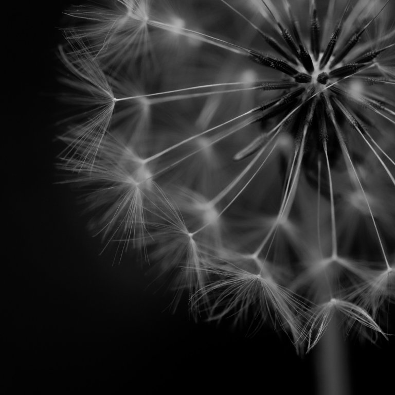 Dandelion seed head close-up