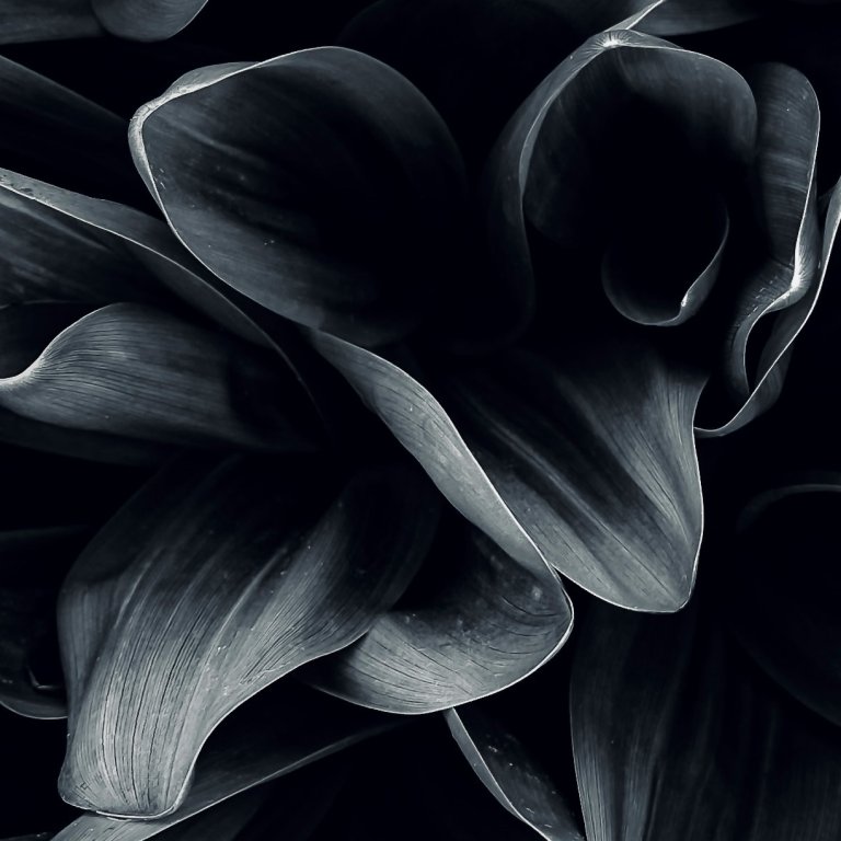 Curled dark petals close-up