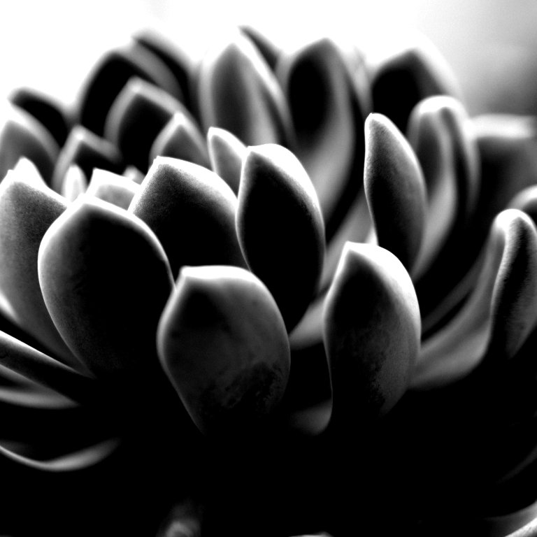 Succulent leaves in soft light